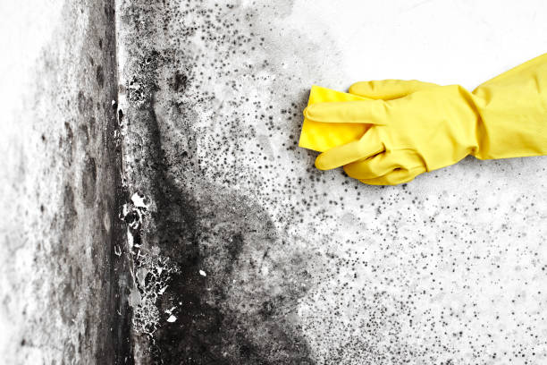 Best Mold Removal and Inspection  in Wheeling, IL