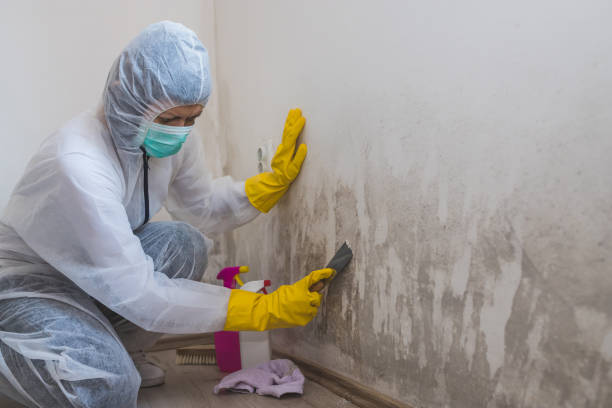 Wheeling, IL Mold Removal Company
