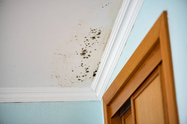 Mold Removal and Inspection in Wheeling, IL