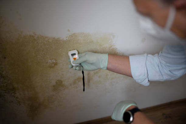 Best Commercial Mold Removal  in Wheeling, IL