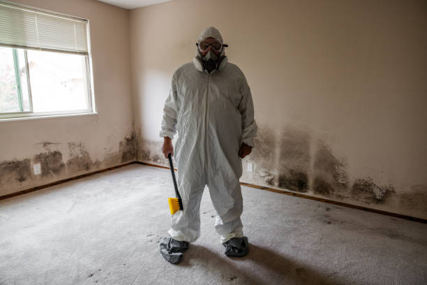 Best Certified Mold Removal  in Wheeling, IL