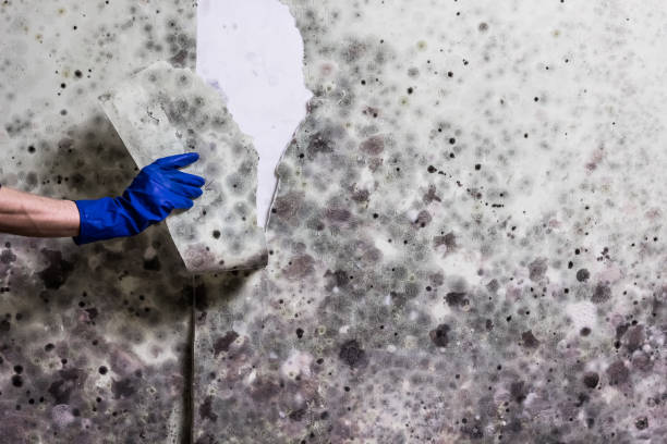 Best Residential Mold Removal  in Wheeling, IL