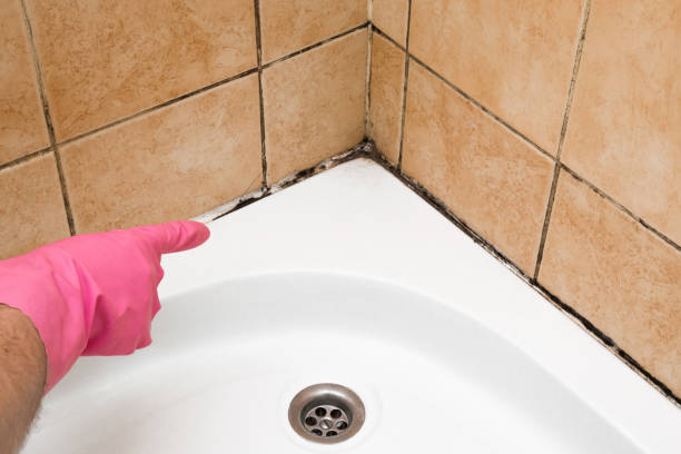 Certified Mold Removal in Wheeling, IL
